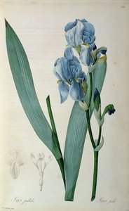 Iris Pallida, aus `Les Liliacees